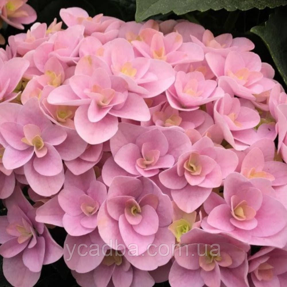 Гортензія крупнолистова Флорентіна Пінк, Florentina pink 210-110 (горщик 0,5л)