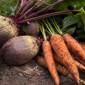 Морква, буряк столовий