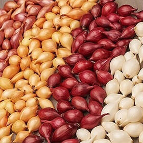 Цибуля сіянка