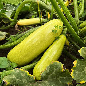 Кабачки, патисони, пряні та зелені культури