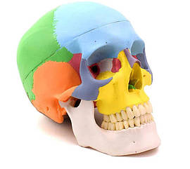 Модель черепа людини. Співвідношення 1:1