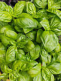 Базилік Лимонний насіння 0,5 г (прибл 375 шт) зелений, фото 2
