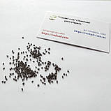 Базилік Лимонний насіння 0,5 г (прибл 375 шт) зелений, фото 5