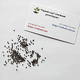 Базилік Лимонний насіння 0,5 г (прибл 375 шт) зелений, фото 6