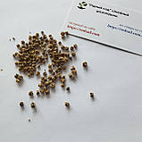 Буряк Мулатка насіння 3 г (прибл 150 шт) червоний середньостиглий, фото 3