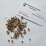 Буряк Мулатка насіння 3 г (прибл 150 шт) червоний середньостиглий, фото 4