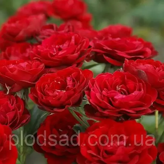 Троянда флорибунда Торнадо