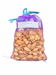 Цибуля Тріумф (Корадо) TOP - 1 кг