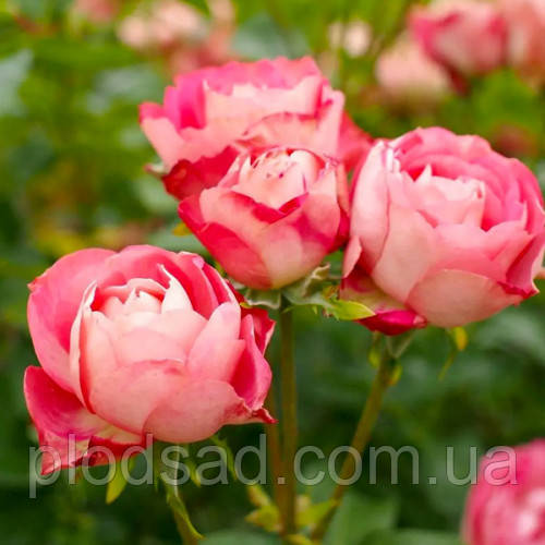 Троянда флорибунда Акрополіс