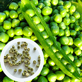 Горох Альфа насіння 50 г (прибл 360 шт) ранній солодкий