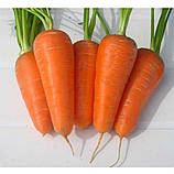 Морква Шантане Ред Кор 1г / United Genetics, фото 2