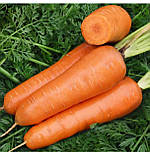 Морква Шантане Ред Кор 1г / United Genetics, фото 3