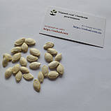 Кабачок цукіні Золотинка насіння 3 г (прибл 20 шт) ранньостиглий кущовий, фото 5