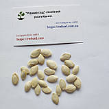 Кабачок цукіні Золотинка насіння 3 г (прибл 20 шт) ранньостиглий кущовий, фото 4