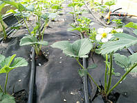 Як вблагати вирощування полуниці