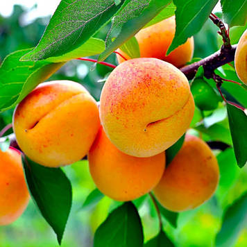 Абрикос Флейвор Кіт (середньостиглий)