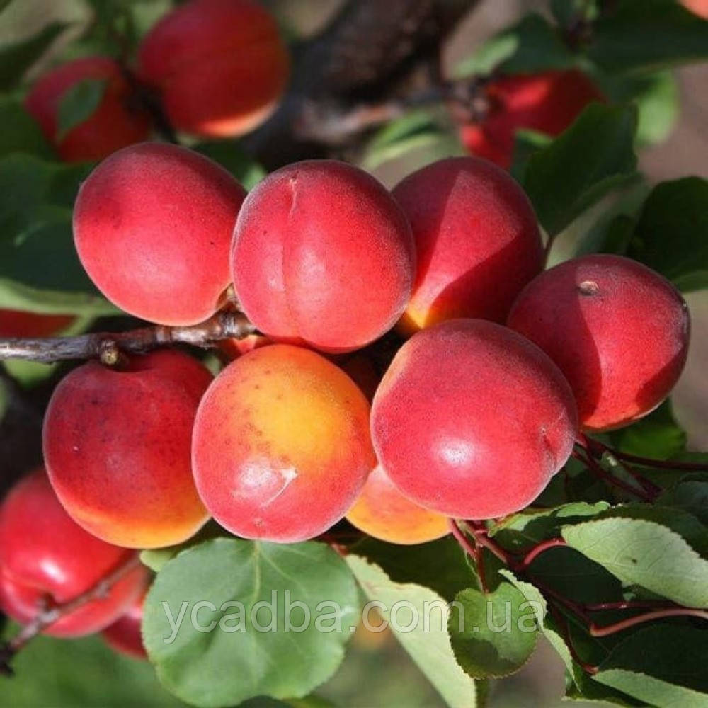 Абрикос Хар Огем (середньостиглий), фото 1