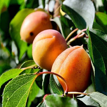 Абрикос Хар Остар (середньостиглий)