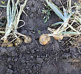 Цибуля сіянка Геркулес (Дайтона) 500 г фракція 10/21 BROER, фото 2