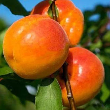 Абрикос Світ Ред (ранній)