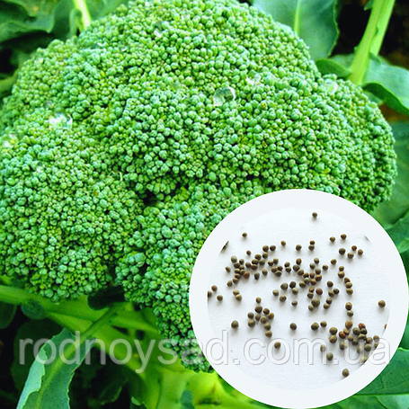 Насіння капусти броколі