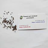 Капуста цвітна Ді Сіцилія Віолетта насіння 0,3 г (прибл 90 шт) фіолетова середньостигла, фото 5