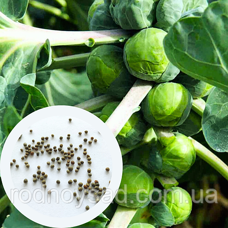 Насіння капусти брюсельської