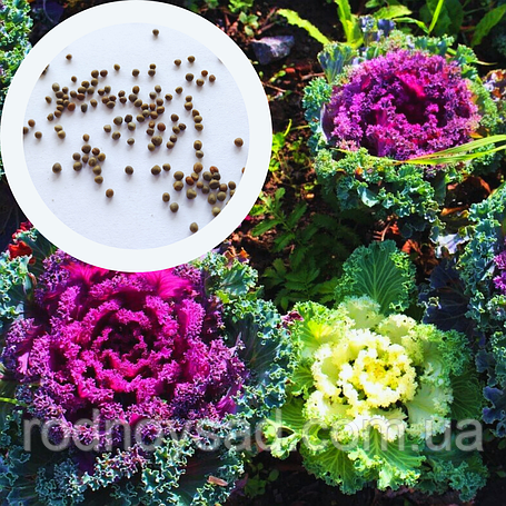 Насіння Капусти декоративної