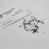 Капуста цвітна Ді Сіцилія Віолетта насіння 0,3 г (прибл 90 шт) фіолетова середньостигла, фото 6