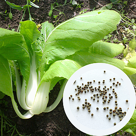 Капуста Китайська Пак Чой насіння 0,5 г (прибл 150 шт) суперрання бок-чой