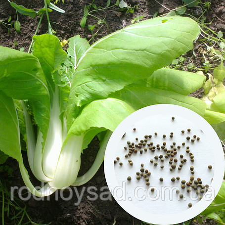 Насіння капусти пак-чой