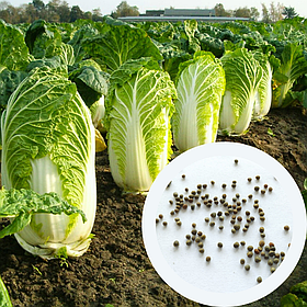 Капуста пекінська Ніка насіння 0,5 г (прибл 150 шт) рання