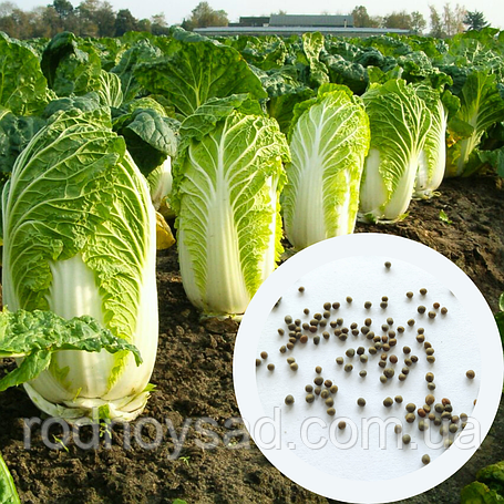 Насіння капусти пекінської