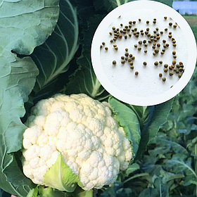 Капуста цвітна Біла Королева насіння 0,5 г (прибл 150 шт) рання