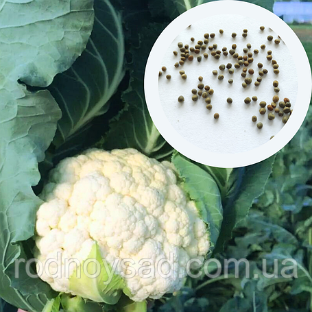 Насіння капусти цвітної
