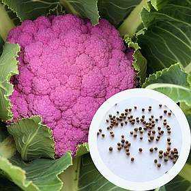 Капуста цвітна Ді Сіцилія Віолетта насіння 0,3 г (прибл 90 шт) фіолетова середньостигла