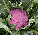 Капуста цвітна Ді Сіцилія Віолетта насіння 0,3 г (прибл 90 шт) фіолетова середньостигла, фото 4