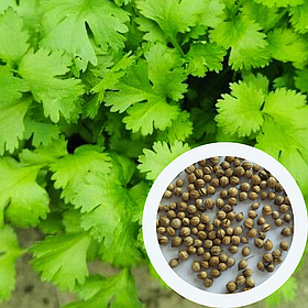 Коріандр Янтар кінза насіння 4 г (прибл 470 шт)