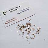 Лимонна трава Лемонграс насіння 0,1 г (прибл 90 шт) Cymbopogon cіtratus, фото 6