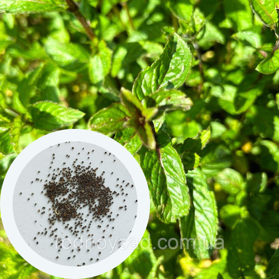 М'ята перечна насіння 0,1 г (прибл 1000 шт) (Mentha pіperіta)