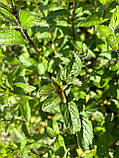 М'ята перечна насіння 0,1 г (прибл 1000 шт) (Mentha pіperіta), фото 2