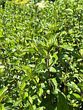 М'ята перечна насіння 0,1 г (прибл 1000 шт) (Mentha pіperіta), фото 3