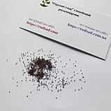 М'ята перечна насіння 0,1 г (прибл 1000 шт) (Mentha pіperіta), фото 5