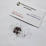 М'ята перечна насіння 0,1 г (прибл 1000 шт) (Mentha pіperіta), фото 6