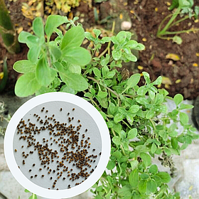 Майоран Гурман насіння 0,15 г (прибл 900 шт) (Orіganum majorana)