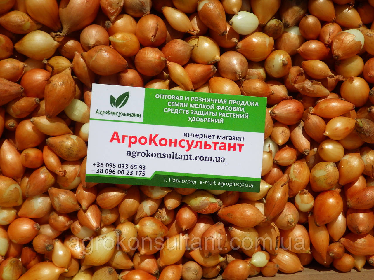 Озима цибуля сіянка Дайтона F1 (Broer), 500 г — середньорання, високоврожайна, для осінньої посадки