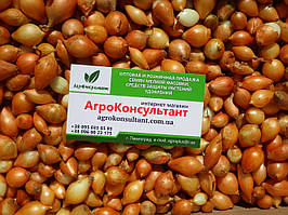 Озима цибуля сіянка Дайтона F1 (Broer), 500 г — середньорання, високоврожайна, для осінньої посадки