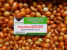 Озима цибуля сіянка Радар (Броер), 500 г — середньостигла, високоврожайна, золотистого кольору, для осінньої посадки