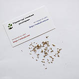 Лимонна трава Лемонграс насіння 0,1 г (прибл 90 шт) Cymbopogon cіtratus, фото 5