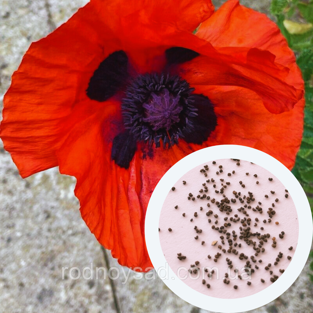Мак східний Султан насіння 0,1 г (прибл 400 шт) декоративний садовий (Papaver orіentale)
